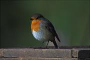 Pit-Roig. (Erithacus rubecula)