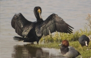 Corb marí gros (Phalacrocorax carbo)