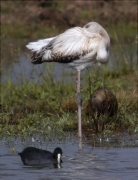 Flamenc (Phoenicopterus ruber)