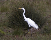 Agró blanc (Ardea alba)