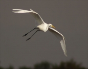 Agró blanc (Ardea alba)