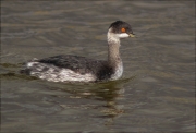 Cabussó coll-negre (Podiceps nigricollis)