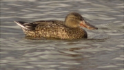 Femella d'Ànec cullerot (Anas clypeata)