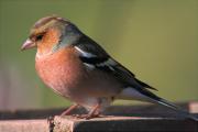 Pinsà comú (Fringilla coelebs)