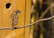 Pardal xarrec (Passer montanus)