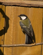 Mallerenga carbonera (Parus major)