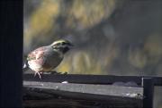 Gratapalles (Emberiza cirlus)