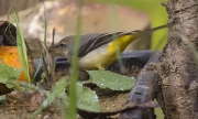 Femella de Cuereta torrentera (Motacilla cinerea)