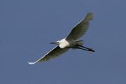 Vol:Martinet blanc (Egretta garzetta)