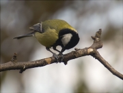 Mallerenga carbonera (Parus major)