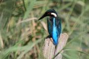 Blauet (Alcedo athis)