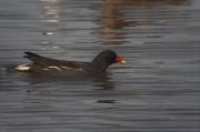 Polla d'aigua (Gallinuga chloropus)