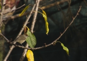 Femella de Tallarol de casquet (Sylvia atricapilla)