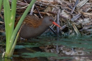 Rascló (Rallus aquaticus)