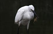 Martinet blanc ( Egretta garzetta)