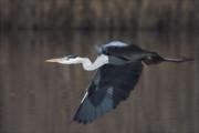 Bernat pescaire (Ardea cinerea)