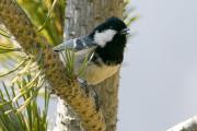 Mallerenga petita.Parus ater.