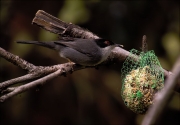 Mascle de Tallarol capnegre (Sylvia melanocephala)