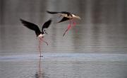 Cames llargues (Himantopus himantopus)