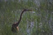 Agró roig (Ardea purpurea)