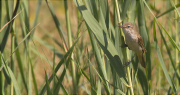 Balquer (Acrocephalus arundinaceus)