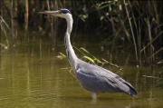 Bernat pescaire (Ardea cinerea)