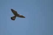 Xoriguer comú  (Falco tinnunculus) 1de3