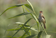 Balquer (Acrocephalus arundinaceus)