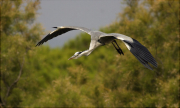 Bernat pescaire (Ardea cinerea)