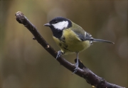 Mallerenga carbonera (Parus major)