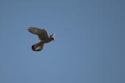Xoriguer comú (Falco tinnunculus) 3de3