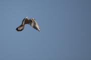 Xoriguer comú  (Falco tinnunculus) 2de3