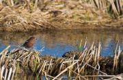 Pinsà comú (Fringilla coelebs)