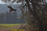 Aligot comú (Buteo buteo)