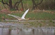 Cigne mut (Cygnus olor)