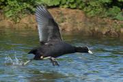 Fotja vulgar a la carrera (Fulica atra)