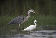 Bernat pescaire (Ardea cinerea) Martinet blanc