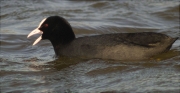 Fotja (Fulica atra)