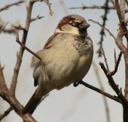 Pardal comú (Passe domesticus)