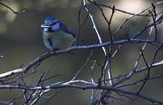 Mallerenga blava (Parus caeruleus)