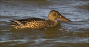 Femella d'Ànec cullerot (Anas clypeata)