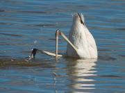 Flamenc I (Phoenicopterus roseus)