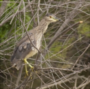 Jove de Martinet de nit (Nycticorax nycticorax)