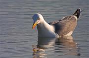 Gavia argentat (Larus argentatus) 1de2