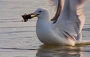 Gavia argentat (Larus argentatus) 2de2