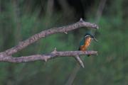 Blauet (Alcedo athis) 1de2