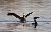 Corb marí gros (Phalacrocorax carbo9