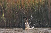 Cabussó emplomallat (Podiceps cristatus) 1de2