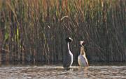 Cabussó emplomallat (Podiceps cristatus) 2de2