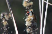 Cadernera (Carduelis carduelis)